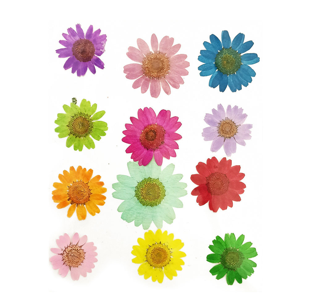 Pressed Flowers Daisy Multicolor - 12 Pieces