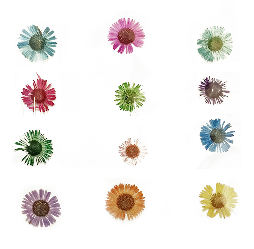 Pressed Flowers Aster Multicolour - 12 Pieces