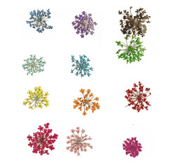 Pressed Flowers Anne's Lace Multicolour - 12 Pieces