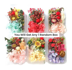 Dry Flower Box for Art & Craft